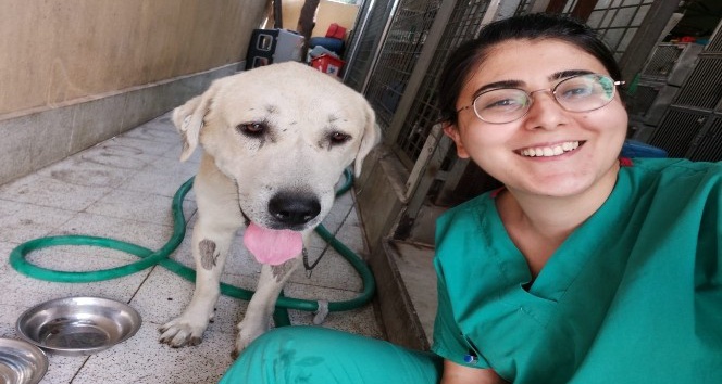 Umut kesilen köpeği veterinerler hayata döndürdü