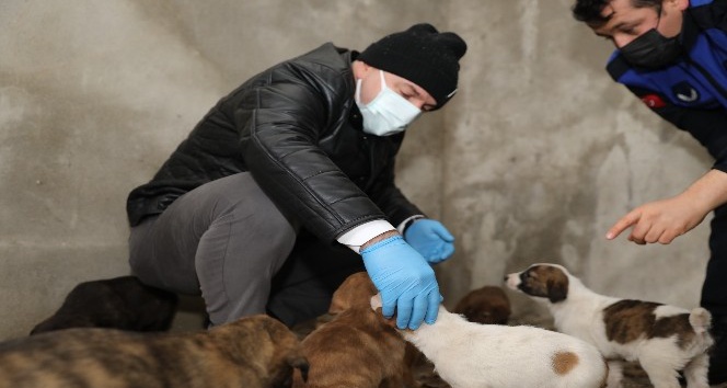Başkan Bıyık, karda sokak hayvanlarını besledi