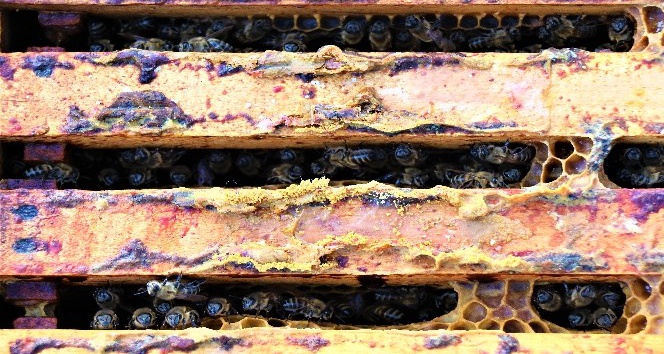 Üniversiteli arılar üretiyor, kilosundan 6-7 bin lira gelir elde ediliyor