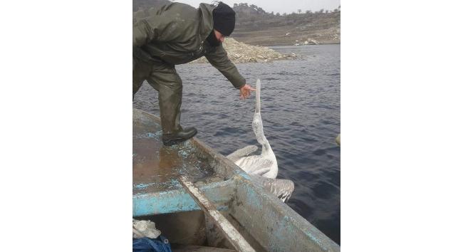 Demirköprü Barajı’nda balık ağına takılan pelikan kurtarıldı