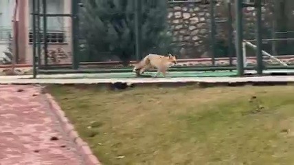 Aç kalan tilki yerleşim yerine indi