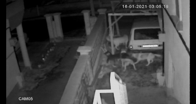Sokak köpeklerinin kediye saldırması kameraya yansıdı