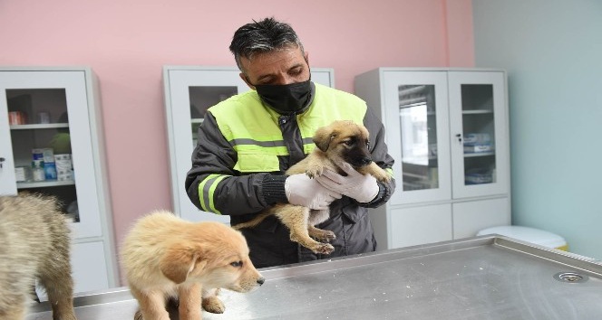 Altındağ Belediyesi donmak üzere olan 8 köpek yavrusuna sahip çıktı