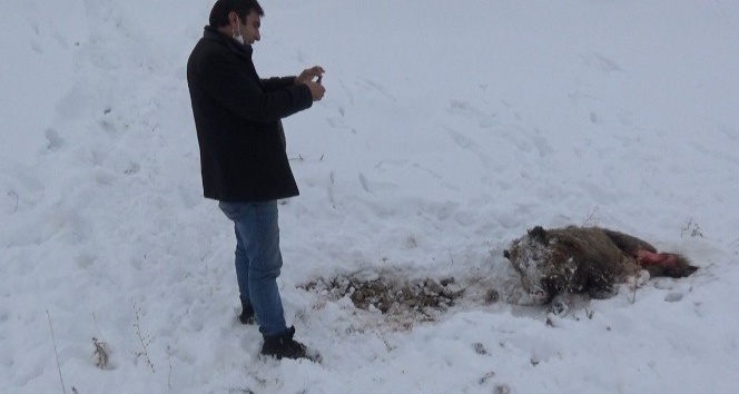 Kars’ta aç kalan kurtlar domuzlara saldırdı