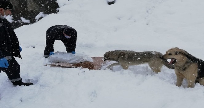 Hakkari’de sokak hayvanları karlı günlerde de unutulmadı