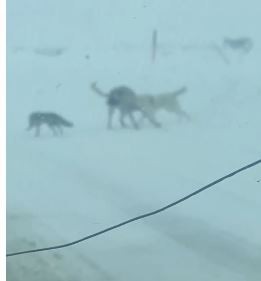 Tilki kaçtı köpekler kovaladı
