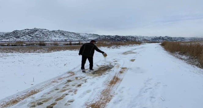 Iğdır’da kar yağışı ve aşırı soğuktan dolayı yaban hayvanları için yem bırakıldı