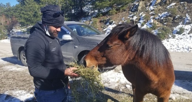 Karla kaplı Spil Dağı’ndaki yılkı atlarını elleriyle beslediler