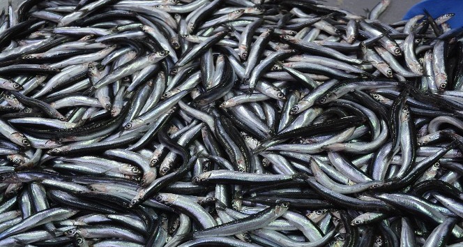 Taze hamsi için İğneada’ya gittiler ancak vatandaşı hamsinin taze olduğuna inandıramadılar