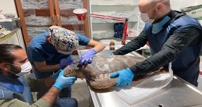 Deniz Kaplumbağalarının rutin bakımları titizlikle yapılıyor