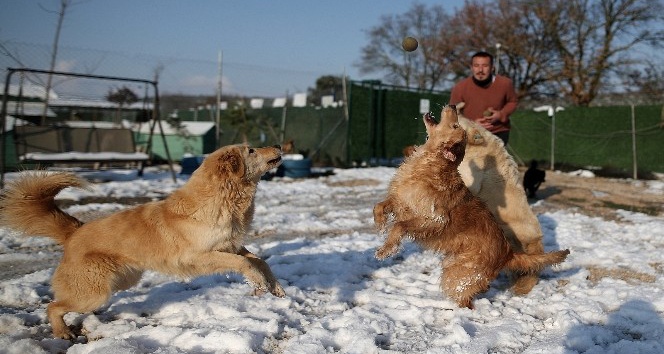 (Özel) Sahipleri tarafından terk edilen köpeklerin karda oynaması tebessüm ettirdi
