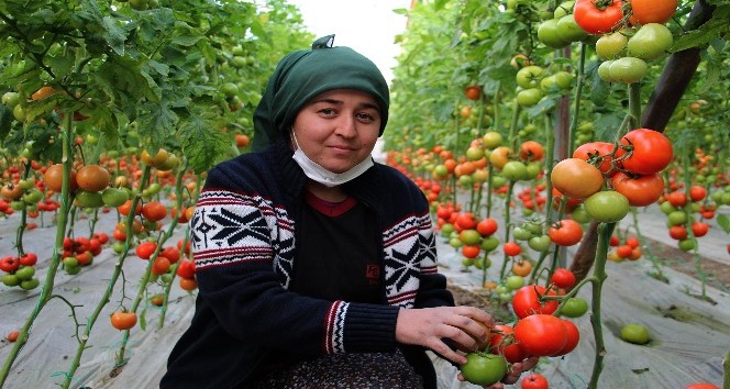 Antalyalı domates üreticilerinden aracı tepkisi