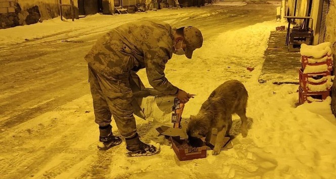 Jandarma sokak hayvanları için doğaya yem bıraktı