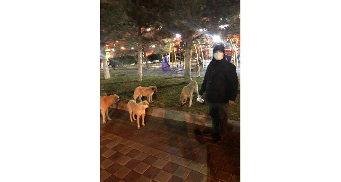 Yerköy’de gönüllüler sokak hayvanlarını besliyor