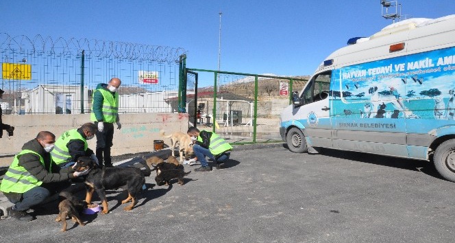 Şırnak’ta sokak hayvanları için doğaya yem bırakıldı
