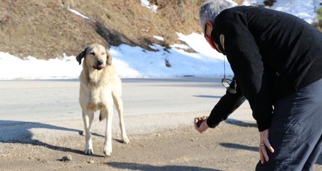 Kış şartları ve Covid-19 kısıtlamaları sokak hayvanlarını zor durumda bırakıyor