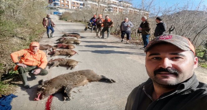 Fatsa’da dev domuzlar avlandı
