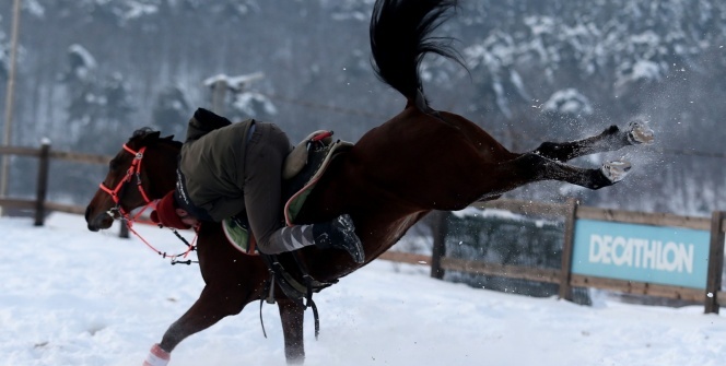 Atların kar banyosu keyfi