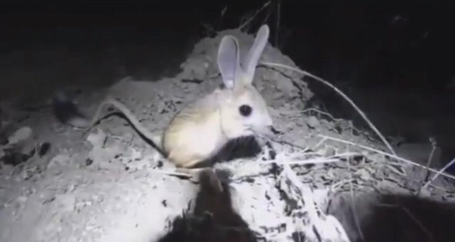 Gördükleri hayvanı ’pikachu’ sandılar, gerçek bambaşka çıktı