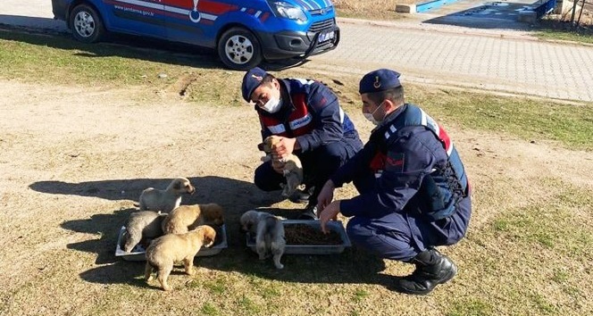 Jandarma sokak hayvanlarını elleriyle besledi