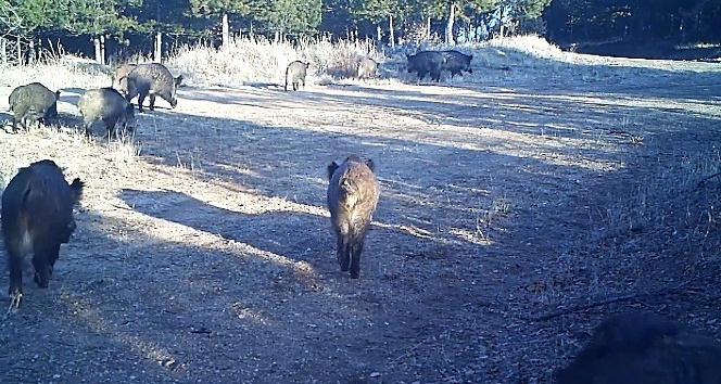 Yaban hayatının gün yüzüne çıkan görüntüleri fotokapanda