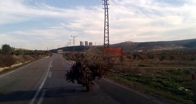 Motosikletle odun ve çalı taşıdı