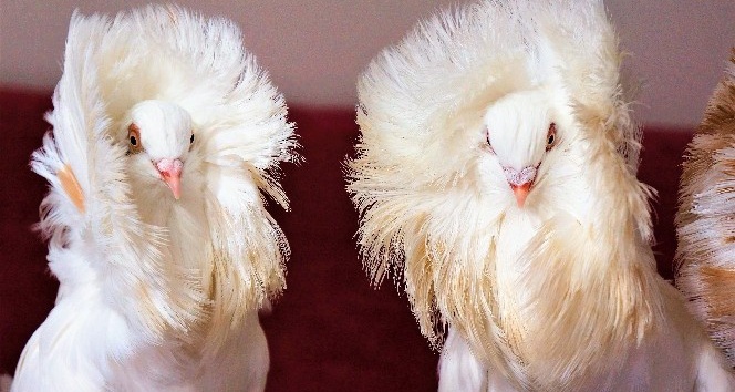 Ev araba parasına güvercin