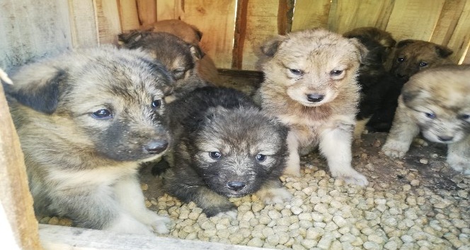 Annesiz kalan 12 yavru köpek koruma altına alındı
