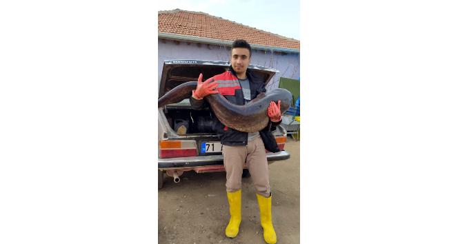 Hirfanlı barajında 25 kiloluk sazan balığı yakalandı