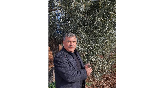 Kilis’te zeytin yaprağı araştırılıyor