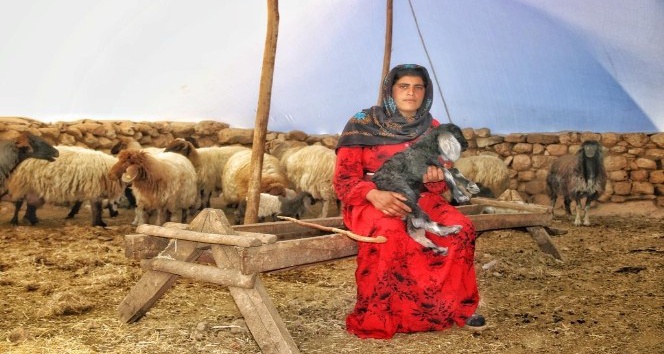 Çocukluğundan beri çobanlık yapan Ayten, ’anne şefkatiyle’ kuzulara bakıyor