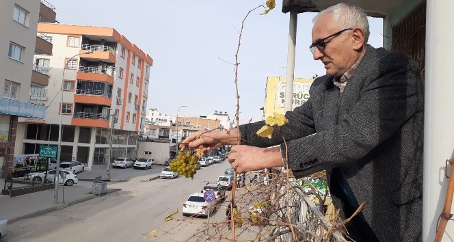 Kış ortasında asma üzüm verdi