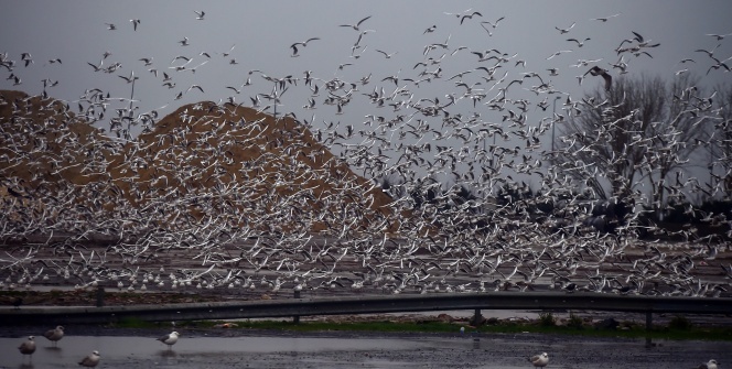 Martıların rüzgarla dansı görüntülendi