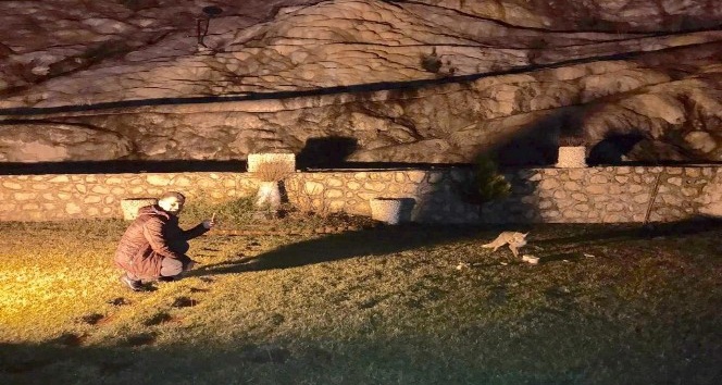 Aç kalan tilkiyi ekmek ve çorbayla beslediler