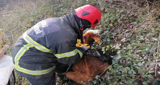 Ordu’da çamura saplanan buzağı operasyonu