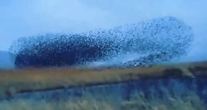 Sığırcık kuşlarından görsel şölen: Binlercesi bir araya geldi