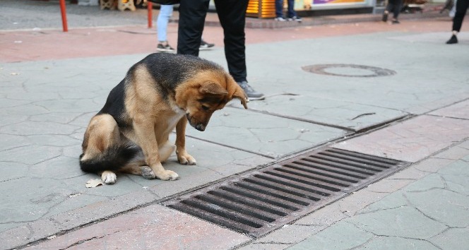 Fenomen köpek mazgal nöbetine ara verince esnaf meraklandı