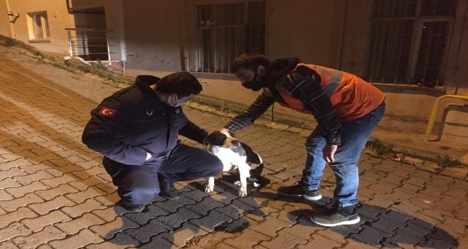 Sokakta bulunan köpeği, belediye başkanı sahiplendi