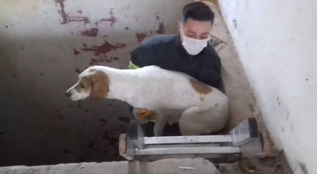 Asansör boşluğuna düşen köpeğin imdadına itfaiye yetişti