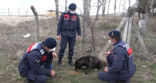 Jandarma sokak hayvanlarını besledi