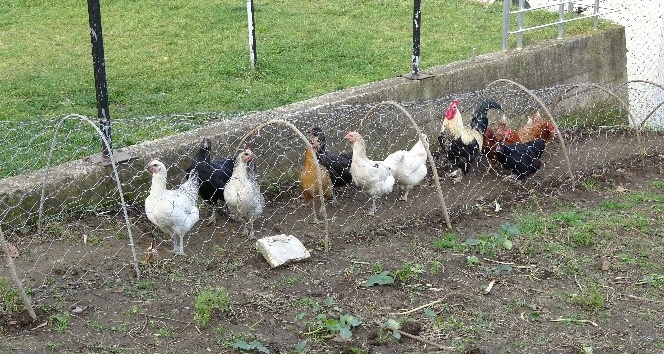 Komşular arasındaki tavuk kavgası ’tavuk tüneli’ ile son buldu