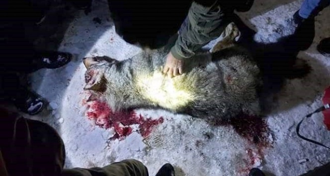Süphan Dağı'ndan inen kurt bir kadına saldırdı