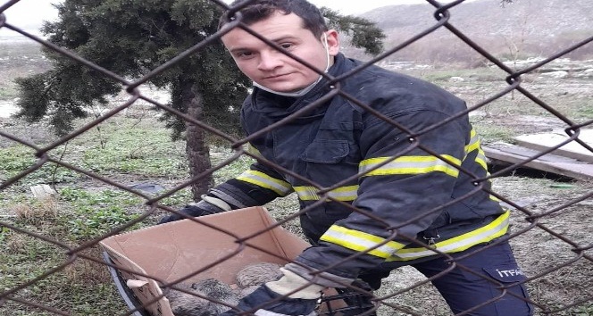 Burdur’da ısınmak için rögara giren yavru köpekler kurtarıldı