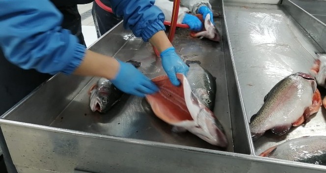 Rize’de üretilen Somon Balığı’nın ihracatı bu yıl yüzde 55 arttı