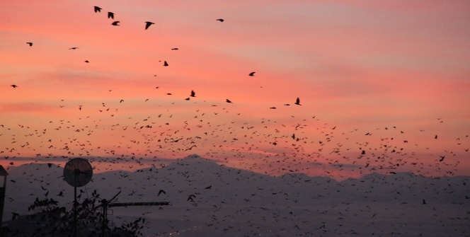Kargaların günbatımıyla dansı eşsiz görüntüler ortaya çıkarttı