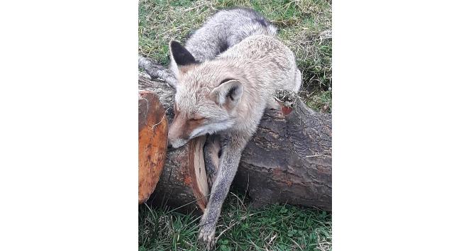 Tavuklarını yiyen yaralı tilkiyi öldürmek yerine Milli Parklar’a teslim etti