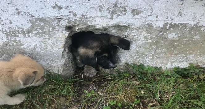 Ordu’da yavru köpek operasyonu