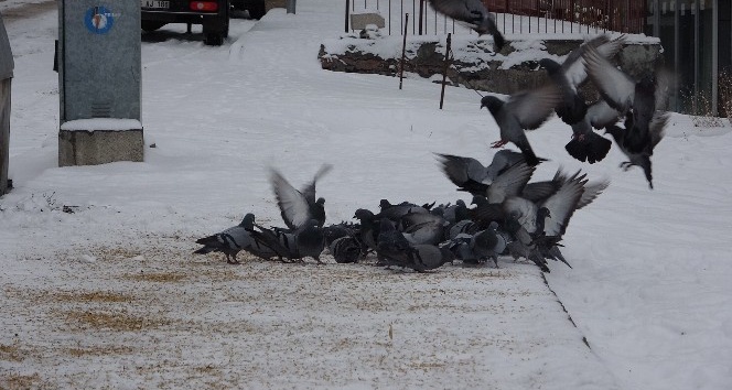 Ardahan’da güvercinler aç kalmıyor