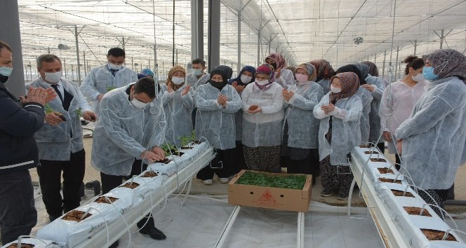 110 bin domates fidesi toprakla buluştu