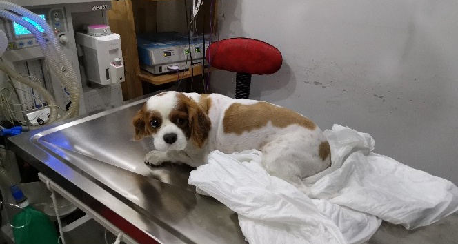 İdrar kesesinden 3 santim taş çıkan köpek ameliyata alındı